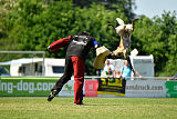 Abby belgischer Wolf von Malihattan