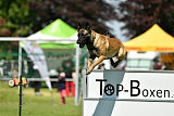 Abby belgischer Wolf von Malihattan