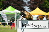 Abby belgischer Wolf von Malihattan