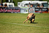 Abby belgischer Wolf von Malihattan