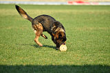 Antey Hitzig Hund