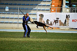 Bak Malinois of Sprajc