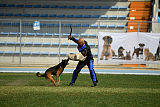 Bak Malinois of Sprajc