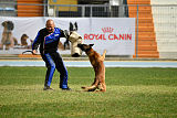 Aramis Red Devils Dog