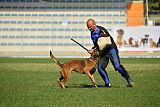 Parendo Vinces Cordell Walker