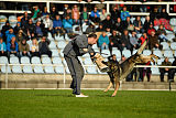 Duke vom Spektefeld