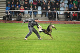 Kwaxy vom Wolfsheim