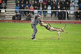 Kwaxy vom Wolfsheim