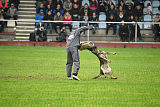 Kwaxy vom Wolfsheim