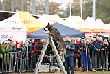 K'nox vom Tollhaus