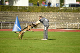 Jari vom Rothaarpark