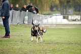 Grisu vom Wolfsdreieck