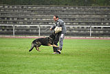 Grisu vom Wolfsdreieck