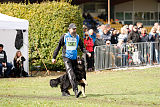 Iwo vom Lappwald