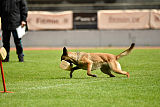 Cadha Force Canina