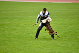 Atas of Hungarian Working Dogs