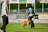 Axel Marshall Dogs