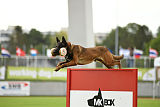 Dog John's Ikai
