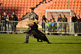 Djuke von den Wölfen
