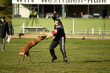 Wespe vom Further Moor