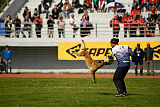 Bomra vom Giannioti Sports Dog