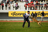 Bomra vom Giannioti Sports Dog