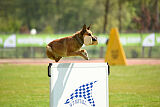 Iris Veranis K-9 Dog Center