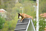 Chicka Force Canina