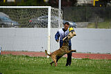 G'Dracarys Force Canina