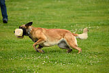 Indy vom Causa Nostre Letitia