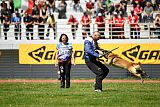 high impact Angus